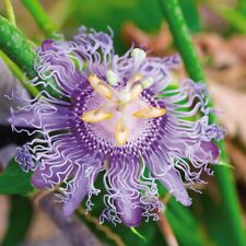 Passiflora 'Frederick' -