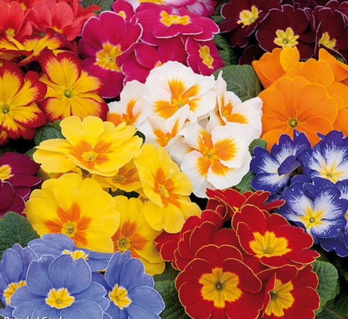 Primrose alaska mixed - alaska,