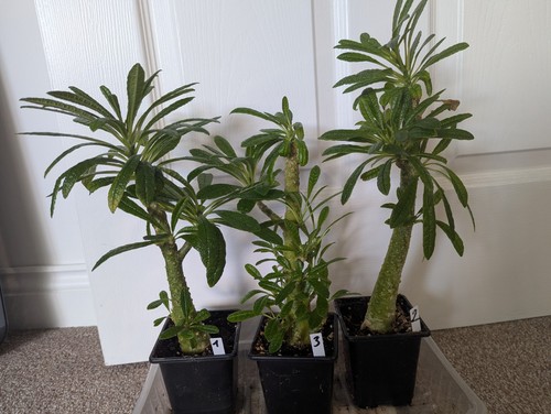 Dorstenia gigas large - dorstenia,