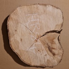 Old hornbeam burr burl - old,