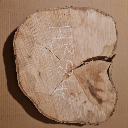 Old hornbeam burr - burl, cookie