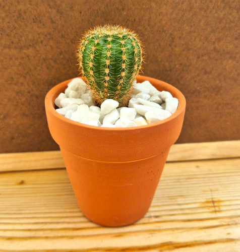 Mammillaria spinosissima spiny - mammillaria,