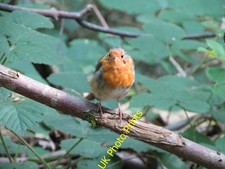 Photo 6x4 A  friendly  Robin