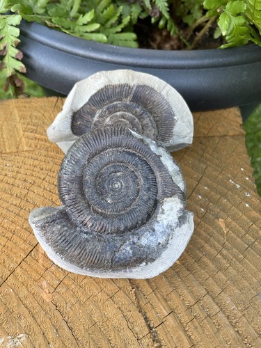 Dactylioceras tenuicostatum - dactylioceras,