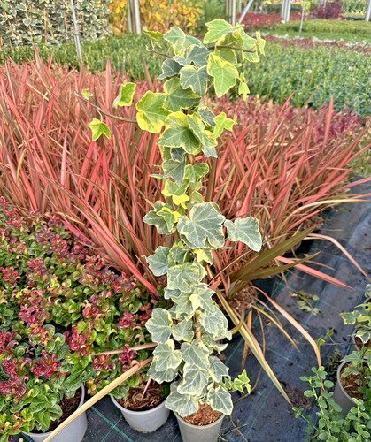 Hedera helix goldchild english - goldchild,