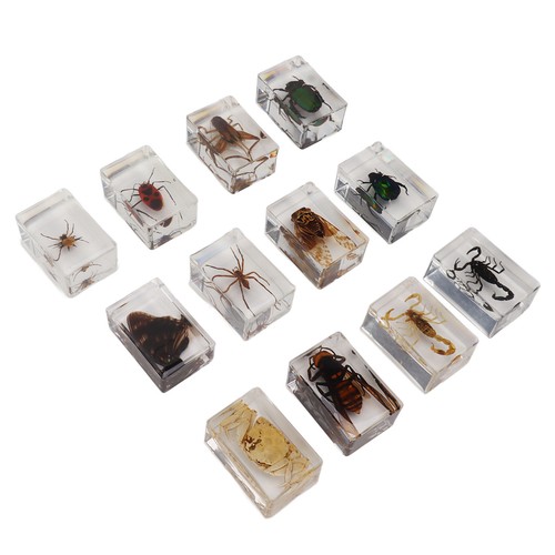 12pcs real bug - 12pcs, specimens