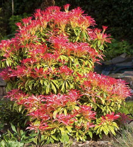 Pieris mountain fire medium - fire,
