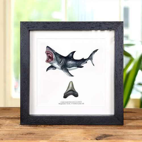 Inch megalodon shark tooth - 2, &