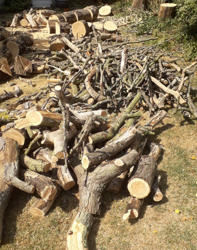 Big lot whole tree - big,
