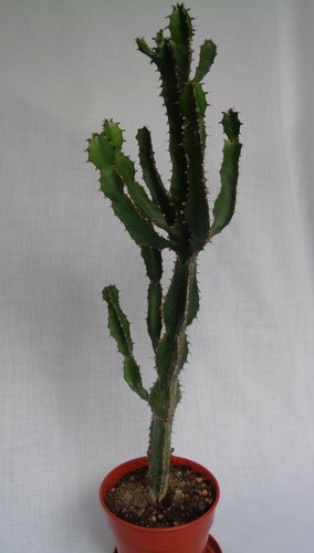 Euphorbia ingens succulent - ingens,
