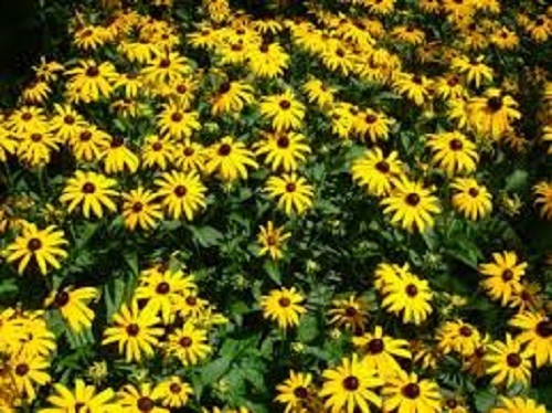 Rudbeckia joy perennial - rudbeckia, my