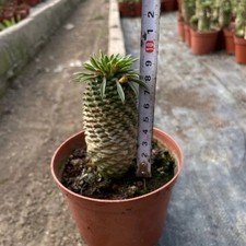 8-9CM Succulent Cactus Plant