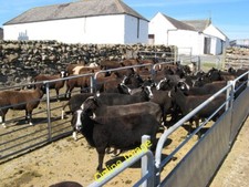 Photo 6x4 Pens with Zwartbles