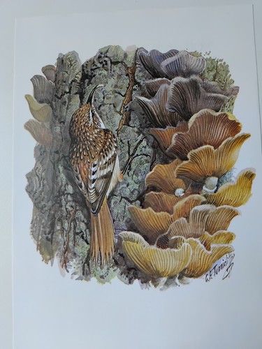 Tunnicliffe treecreeper - tunnicliffe,