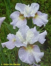 Siberian iris dawn - siberian, waltz
