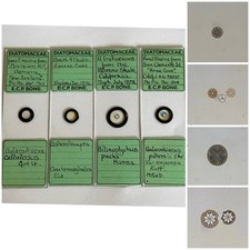 Vintage Set Of 4 Diatom Microscope Slides. By E.C.P.Bone.