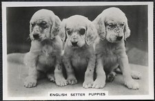 ENGLISH SETTER PUPPIES SENIOR SERVICE DOGS SERIES 1939 DOG CIGARETTE CARD #4