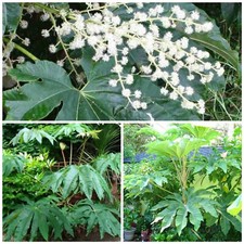 Tetrapanax papyrifer T-REX
