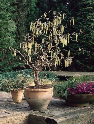 Twisted corkscrew hazel tree - corkscrew,