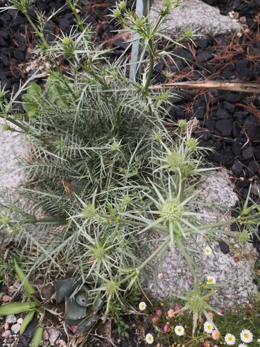 Eryngium venustum 9cm pot - eryngium,