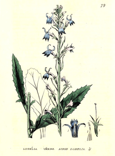 Antique print heath lobelia - heath,