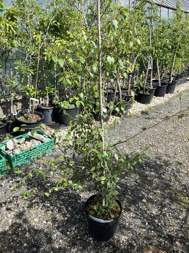 Multistemmed himalayan birch - multistemmed,