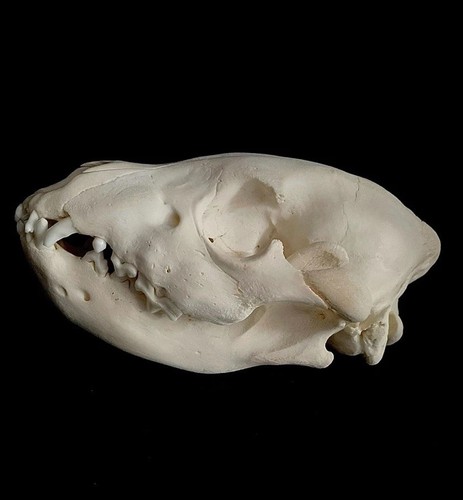 Genuine juvenile striped hyena - striped,