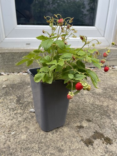 Established alpine strawberry - alpine,