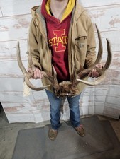 Wild 8 Point Whitetail Deer