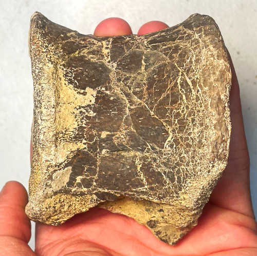 Plesiosaur vertebra fossil - plesiosaur,