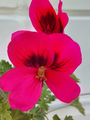 Pelargonium fieldings unique - 'fieldings, unique'
