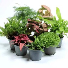 Tropical Terrarium Plant Mix 3 5 or 7 plants Live Tropical Terrarium Plant Easy