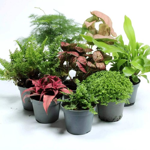 Tropical terrarium plant mix - mix, 3