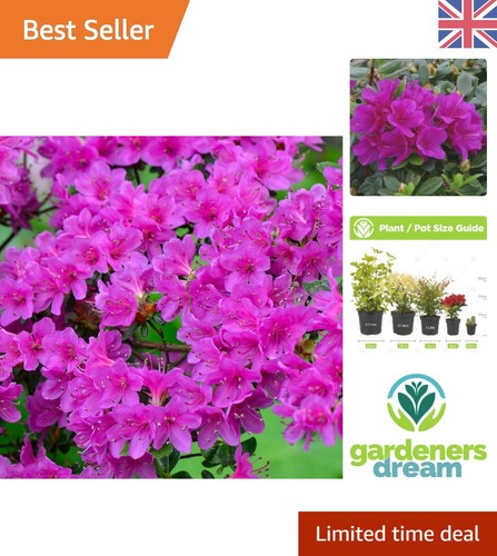Fragrant azalea geisha - fragrant,