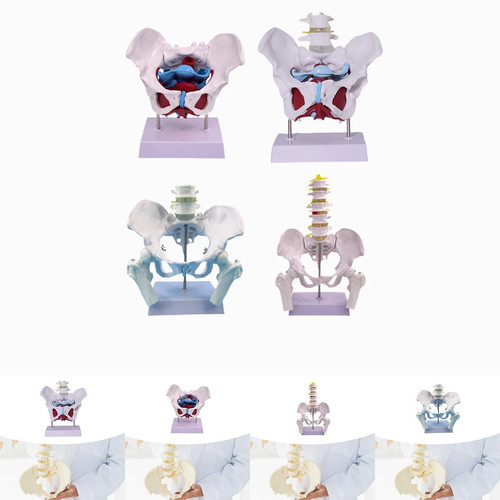 Female pelvis model learning - model,