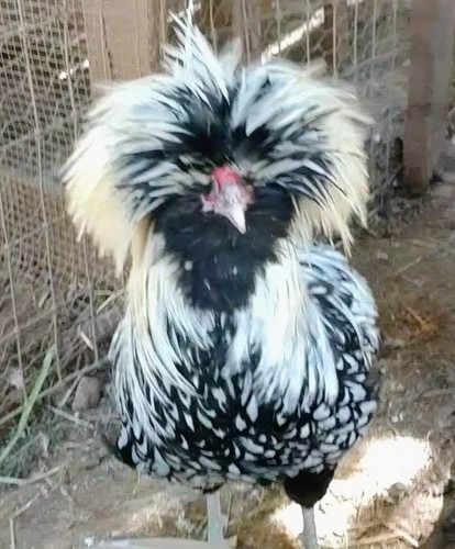 Fancy rare cross chicken - fancy,
