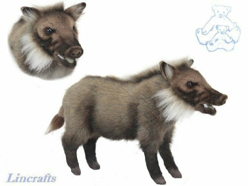 Hansa bush pig - hansa,