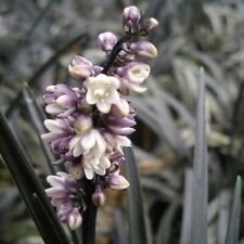 Black Grass Ophiopogon Planiscapus Nigrescens Evergreen Perennial