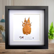 Framed red leaf insect
