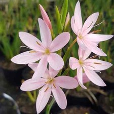 Pink Kaffir Lily Schizostylis