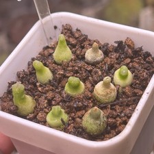 Exact Plant，9pcs Rare