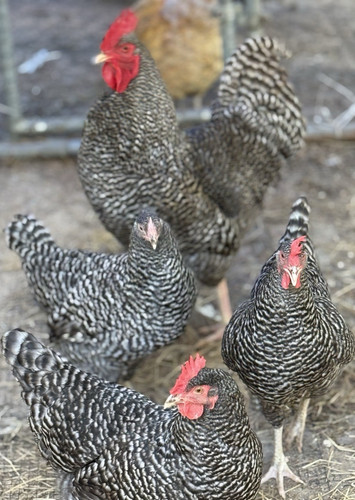 Barred rockchicken - barred,