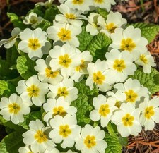 3 X English Primroses, Primula