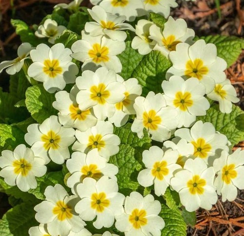 English primroses primula - primroses,,
