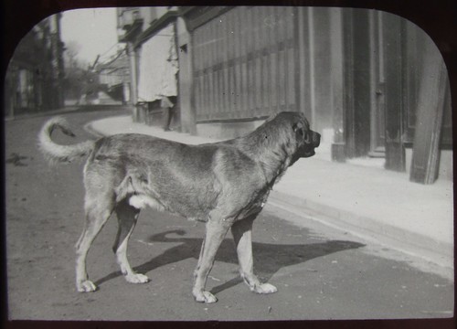 Glass magic lantern slide dog - lantern,