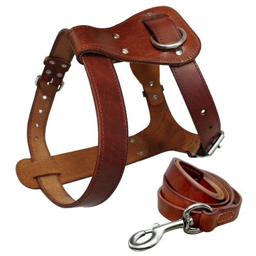 Leather dog harness and - dog,