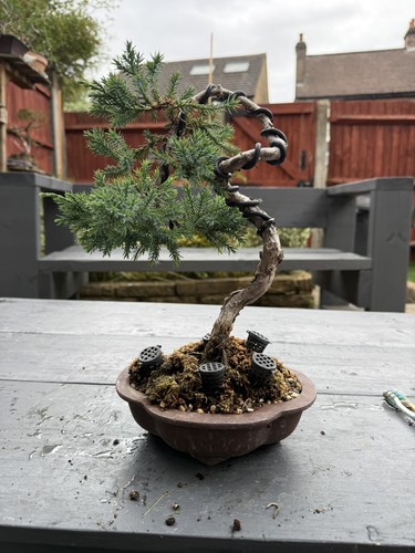 Pre bonsai juniper - bonsai,