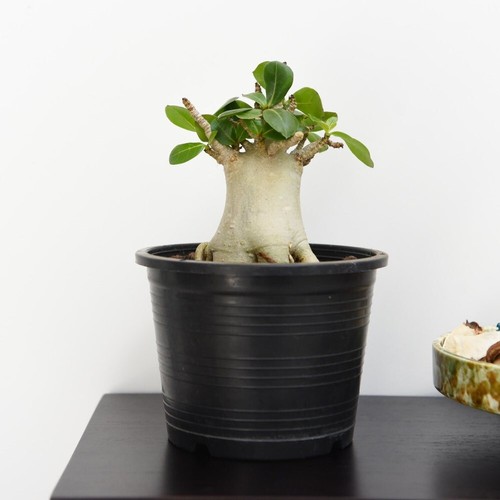 Rare adenium nb ansu - rare,
