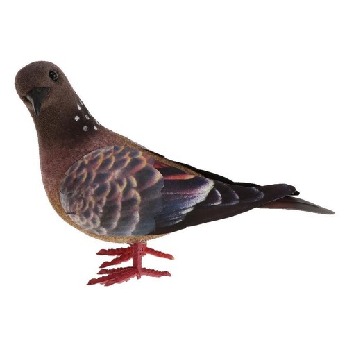 Animal model pigeon - pigeon,