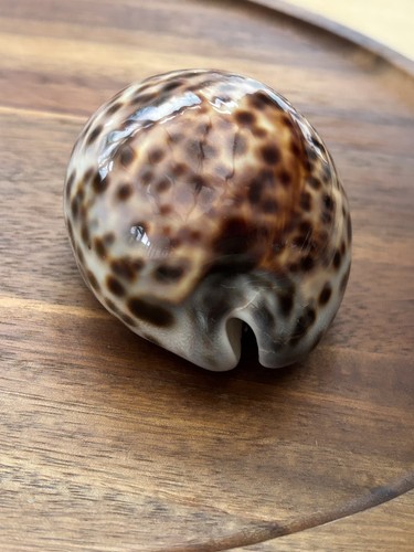 Large tiger cowrie shell - cowrie,